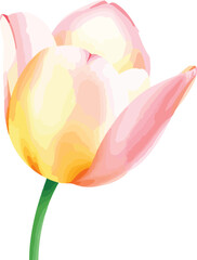 beautiful Watercolor tulip flower on vector illustration