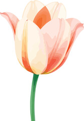 beautiful Watercolor tulip flower on vector illustration