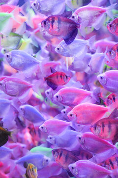 A close-up shot of a Barehead Tetra swimming gracefully in a freshwater aquarium. This peaceful tropical fish, known for its translucent body and shimmering fins, is popular among aquarists for its