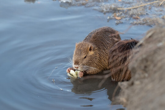 Wild nutria eating vegetables on ice in winter.Adaptation and survival of wild animals in the wild with the help of humans.