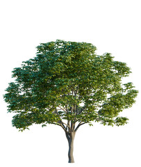 Aesculus chinensis tree cutout, front view, transparent background, isolate, Lush tree with vibrant green leaves isolated for natural landscaping