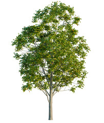 Fraxinus ornus tree cutout, front view, transparent background, isolate, Lush green tree with detailed leaves, ideal for landscape designs