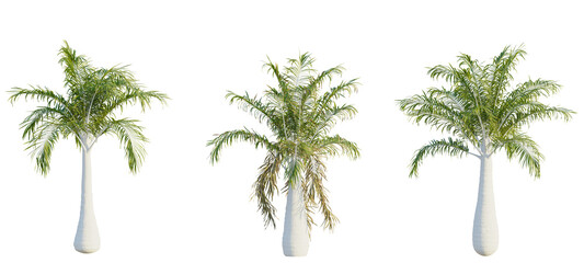 Ravenea rivularis tree cutout, front view, transparent background, isolate, Majestic royal palm...