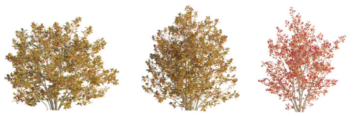 Aronia arbutifolia tree cutout, front view, transparent background, isolate, Vibrant autumn shrubs showcase seasonal color changes in the garden