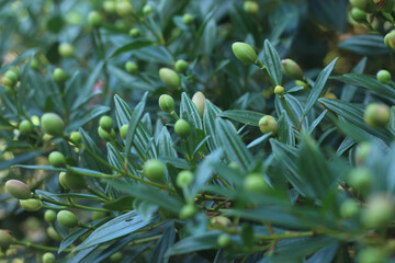 flower buds early spring