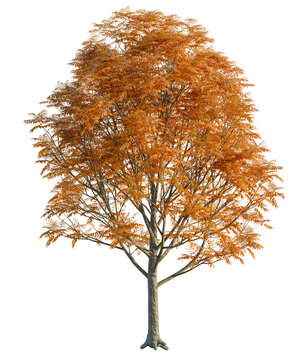 Pistacia chinensis tree cutout, front view, transparent background, isolate, Stunning autumn tree with vibrant orange leaves, perfect seasonal design