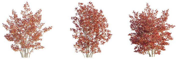 Aronia arbutifolia tree cutout, front view, transparent background, isolate, Autumn beauty autumn bushes with red leaves for landscape design use