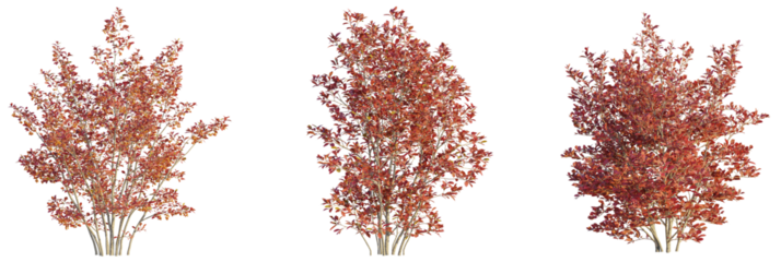 Aronia arbutifolia tree cutout, front view, transparent background, isolate, Autumn beauty autumn bushes with red leaves for landscape design use