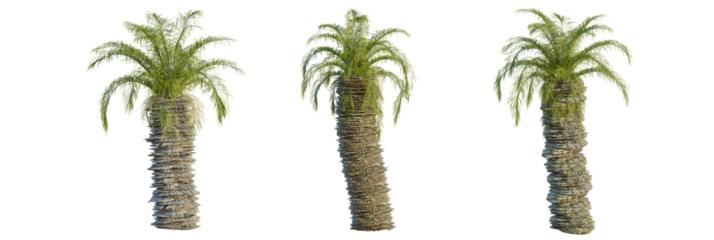 Acrocomia aculeata tree cutout, front view, transparent background, isolate, Three beautiful palm trees for tropical vacation vibes and nature scenes
