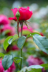 Single pink rose with bud on green stem and blurred background
