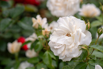 White rose in bloom surrounded by buds and green leaves in garden
