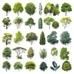 Fototapeta premium A collection of various green trees and leaves displayed on a white background, showcasing diversity in shape and foliage.