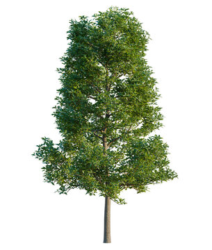 Elaeocarpus decipiens tree cutout, front view, transparent background, isolate, Lush green tree with detailed leaves, perfect for scene compositing