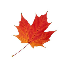Obraz premium Vibrant red autumn maple leaf isolated on with subtle shadow detail transparent background