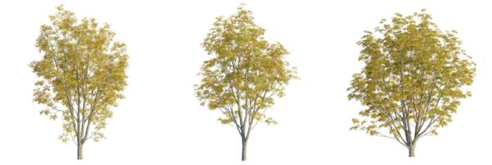 Sorbus commixta tree cutout, front view, transparent background, isolate, Three autumn trees with vibrant yellow foliage and red berries