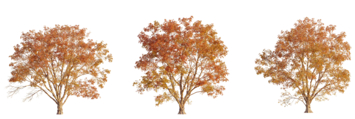 Acer griseum tree cutout, front view, transparent background, isolate, Vibrant autumn trees display rich golden and orange foliage