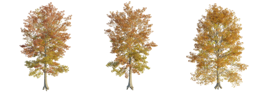 Quercus palustris tree cutout, front view, transparent background, isolate, Stunning autumn trees with vibrant foliage, perfect for seasonal design