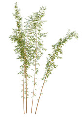 Fototapeta premium Phyllostachys reticulata tree cutout, front view, transparent background, isolate, Lush green bamboo stalks sway gently in a breeze, perfect for nature scenes