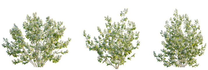 Fothergilla gardenii tree cutout, front view, transparent background, isolate, Lush blooming bush with delicate white flowers adds natural beauty