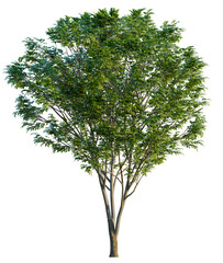 Zelkova serrata tree cutout, front view, transparent background, isolate, Vibrant green deciduous...