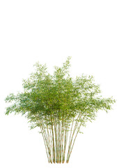 Fototapeta premium Fargesia tree cutout, front view, transparent background, isolate, Lush green bamboo stalks and leaves create a natural, serene outdoor scene