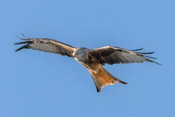 Obraz premium Red Kite in flight