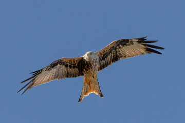 Obraz premium Red Kite in flight