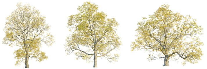 Fraxinus excelsior tree cutout, front view, transparent background, isolate, Three mature autumn trees with vibrant yellow foliage ready for design