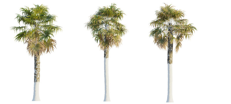 Sabal palmetto tree cutout, front view, transparent background, isolate, Tropical palm trees with lush green and dry fronds, perfect for design