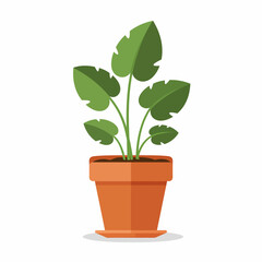 green plant in a pot