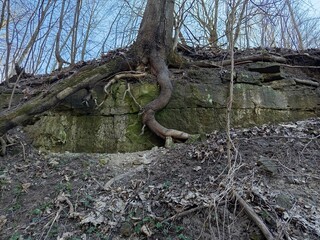 The tree clings to the exposed rock with its roots.
