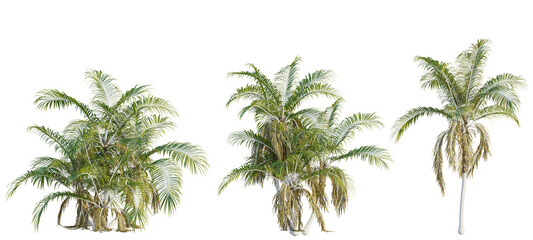 Laccospadix australasica tree cutout, front view, transparent background, isolate, Lush palm trees offer tropical vibes for vacation and resort designs © DH Tree Stock