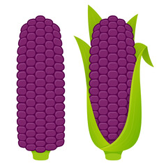Purple Peruvian corn cobs on white background, hulled and with husk. Cartoon vector illustration set.