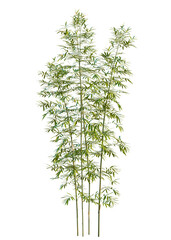 Bambusa multiplex fernleaf tree cutout, front view, transparent background, isolate, Lush green bamboo stalks with vibrant leaves reach skyward