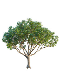 Obraz premium Cotinus coggygria tree cutout, front view, transparent background, isolate, Lush green tree with detailed branches and vibrant leaves, perfect for nature scenes