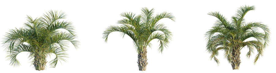 Butia capitata tree cutout, front view, transparent background, isolate, Vibrant palm trees bring tropical paradise vibes to your designs