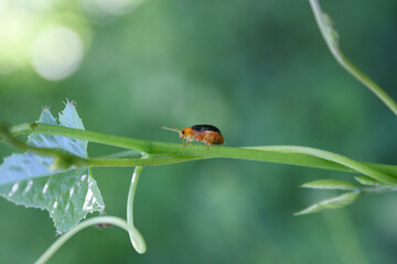 A single pumpkin beetle or Aulacophora foveicollis sitting on tangled squash vines one of the common pest in agricultural field