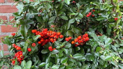 Autumn Red Berries - Pyracantha Plant, Versatile Shrub,  