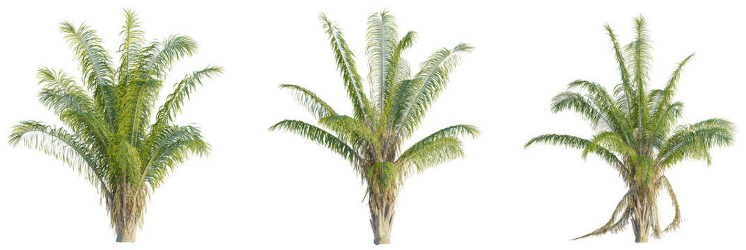 Attalea cohune tree cutout, front view, transparent background, isolate, Lush palm trees with detailed fronds evoke tropical paradise and serene escapes
