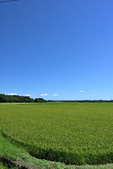 Naklejka premium 夏の田園風景（青森県）