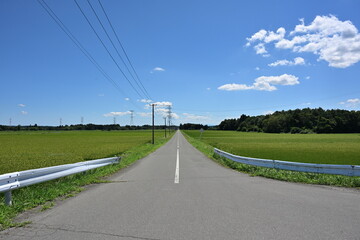夏の田園風景（青森県）