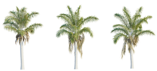 Syagrus coronata tree cutout, front view, transparent background, isolate, Three lush palm trees offer tropical ambiance for your design projects