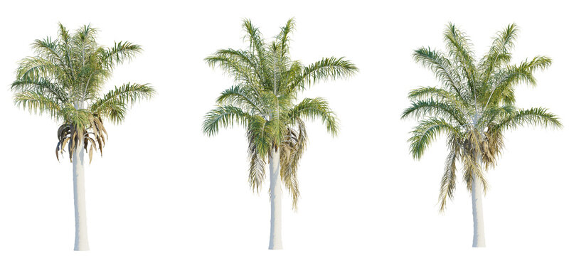 Syagrus coronata tree cutout, front view, transparent background, isolate, Three lush palm trees offer tropical ambiance for your design projects