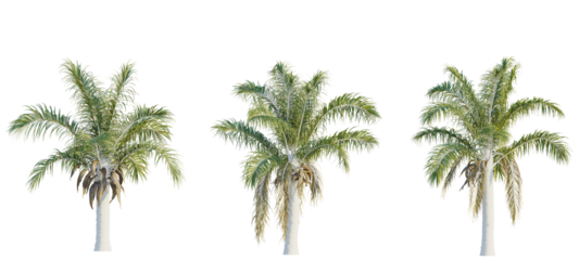 Syagrus coronata tree cutout, front view, transparent background, isolate, Three lush palm trees stand tall, perfect for tropical scene creation