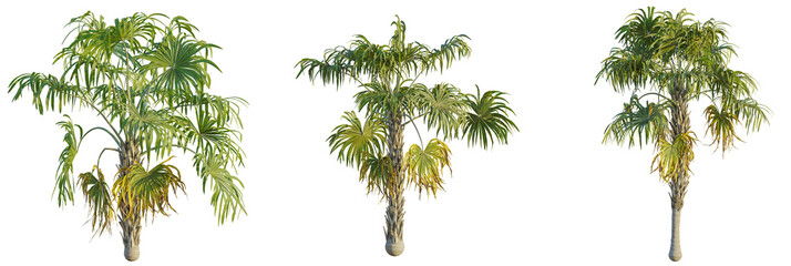 Sabal mauritiiformis tree cutout, front view, transparent background, isolate, Exotic palm trees standing tall with vibrant green leaves against dark background