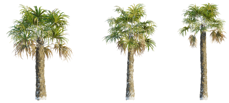 Sabal palmetto tree cutout, front view, transparent background, isolate, Three stylized palm trees isolated, perfect for tropical design projects