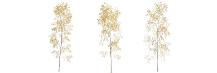Betula pendula tree cutout, front view, transparent background, isolate, Three elegant golden birch trees with delicate leaves, perfect for autumn scenes