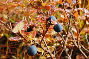 Ripe black-blue fruits of a northern plant called blueberry in the polar tundra on an autumn day.