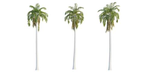 Roystonea_oleracea tree cutout, front view, transparent background, isolate, Three elegant palm trees stand tall, evoking tropical paradise and serene landscapes.