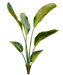 Strelitzia nicolai tree cutout, front view, transparent background, isolate, Lush green banana leaves, vibrant tropical plant, natural beauty, exotic foliage